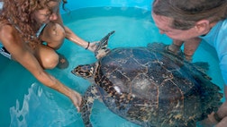 The New England Aquarium in Boston say it's released a -foot-long, -pound leatherback sea turtle back into waters off Cape Cod after it was treated for dehydration, trauma and shock.